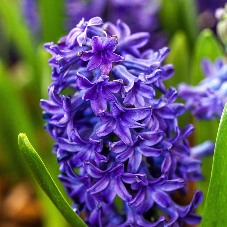 Hyacint 'Peter Stuyvesant'